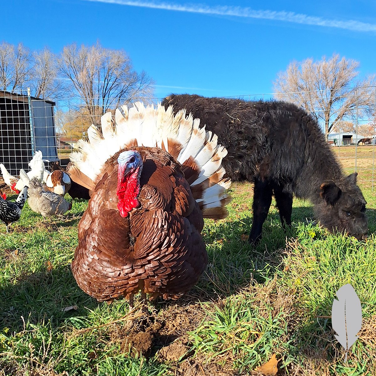 IFA_SM_03-20-26_ChickenContest25_FeatherableM_CassieV_Cortez_Turkey2