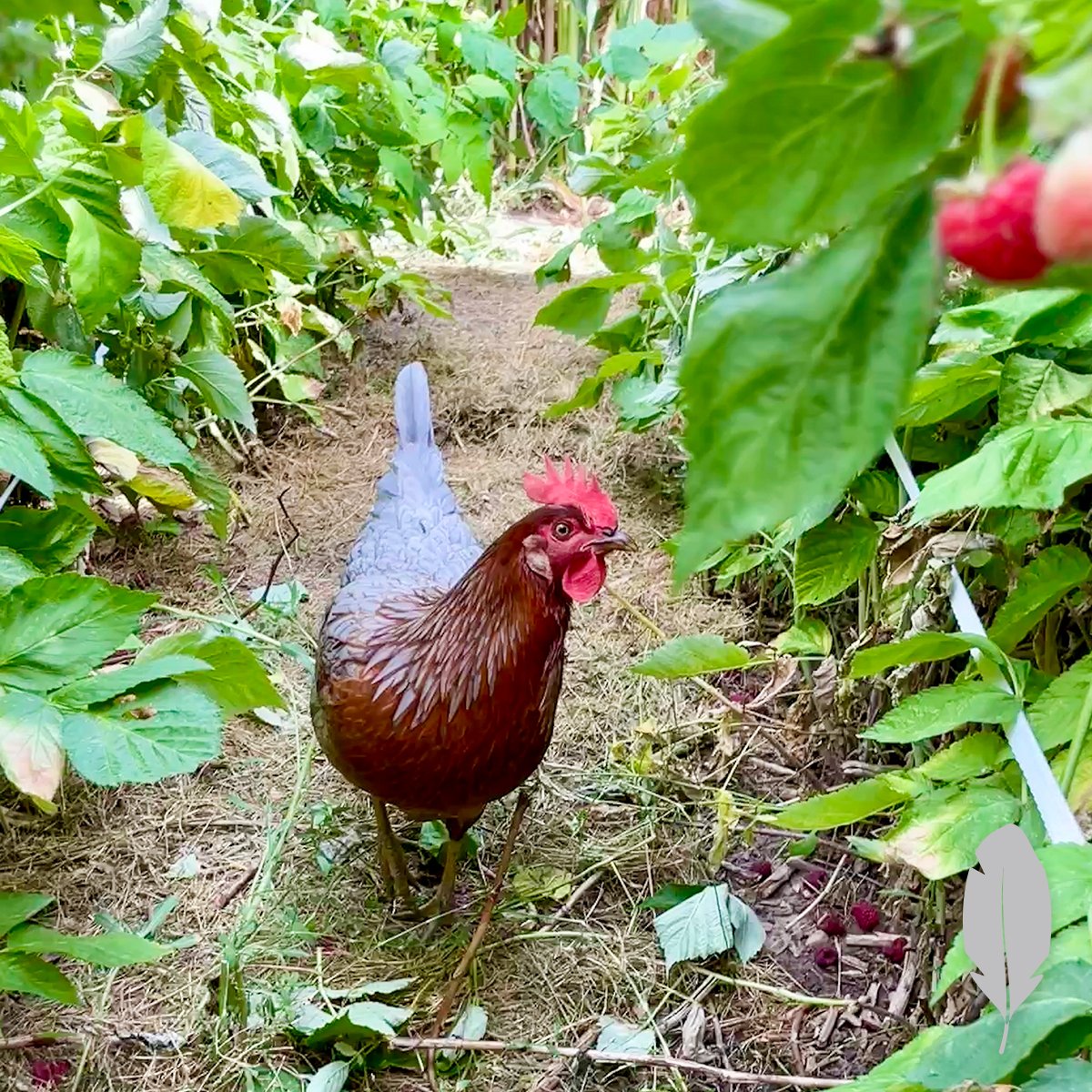 IFA_SM_03-20-26_ChickenContest25_FeatherableM_LacyB_Logan_Chicken5
