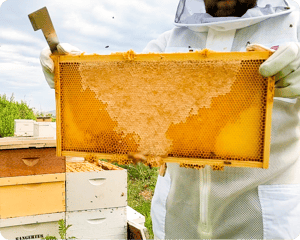 Honey Flow Honey Flow