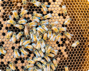 Beekeeping Q&A