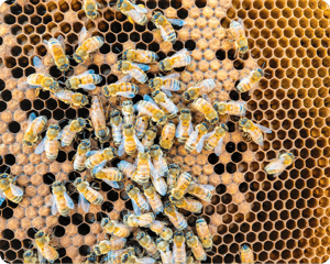 Beekeeping Q&A Beekeeping Q&A