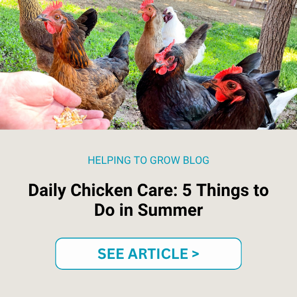 LP CTA Daily Summer Chicken Care