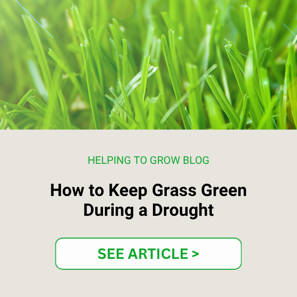 LP CTA Green Grass Drought