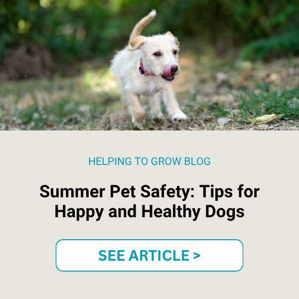 LP CTA Summer Safety for Dogs
