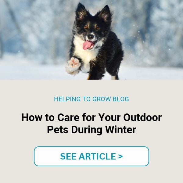 LP CTA Winter Safety for Pets