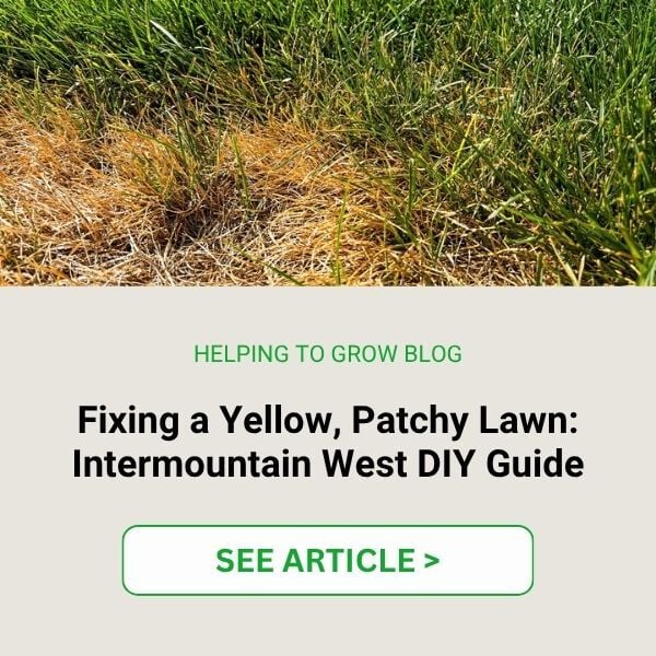 LP CTA Yellow Patchy Lawn