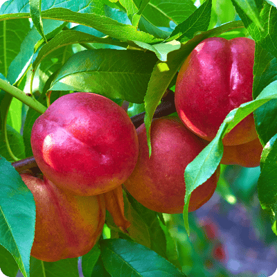 Fantasia-Nectarine-Tree