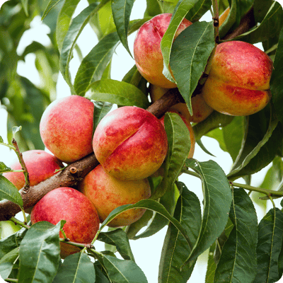 Flavortop-Nectarine-Tree