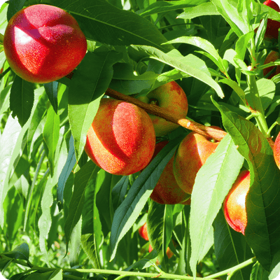 Harko-Nectarine-Tree