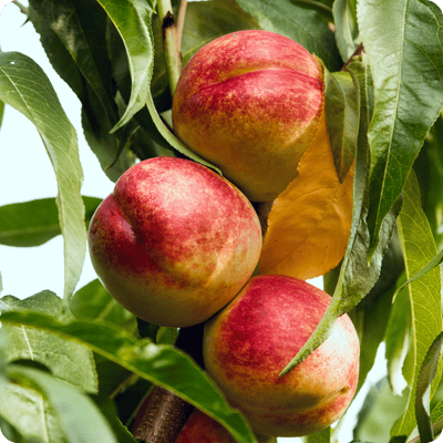 Panamint-Nectarine-Tree