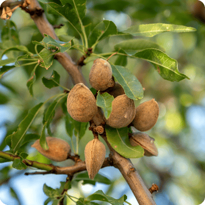 Halls-Hardy-Almond-Tree