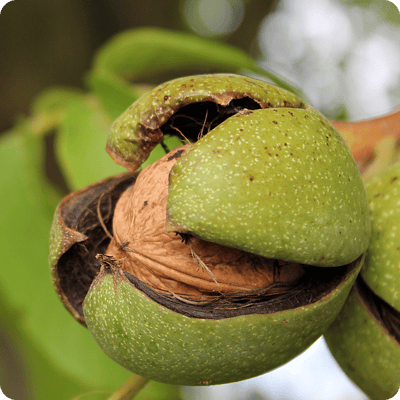 Manregion-Walnut-Tree