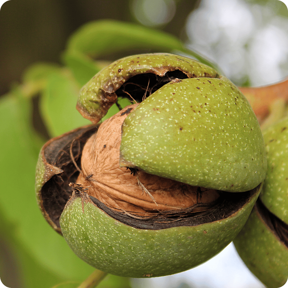 Nut Tree Varieties | IFA Country Stores