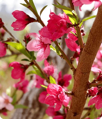 Peach-Tree-Blooms