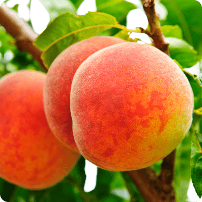 3-in-1 combo peach tree