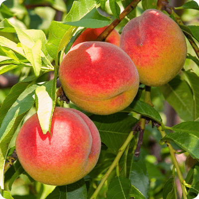 Belle of Georgia White Peach