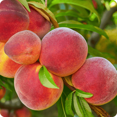 Canadian Harmony Peach Tree