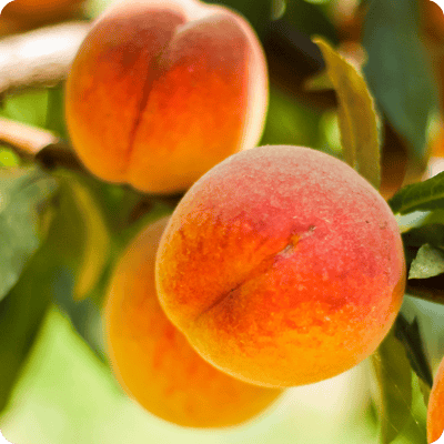 Contender Peach Tree