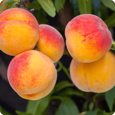 Early Elberta Peach Tree