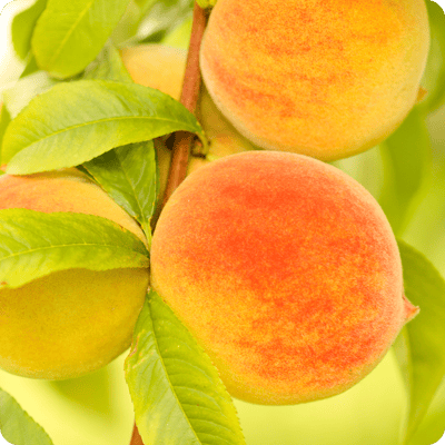 Elberta Peach Tree