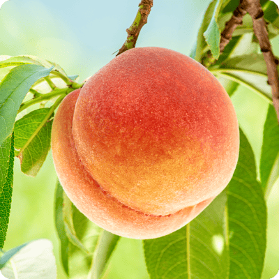 Hale Haven Peach Tree