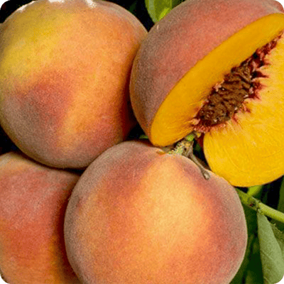 O'Henry Peach Tree