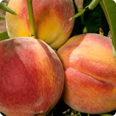 Red Haven Peach Tree