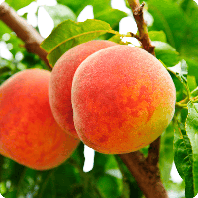 Reliance Peach Tree