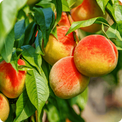 Veteran Peach Tree