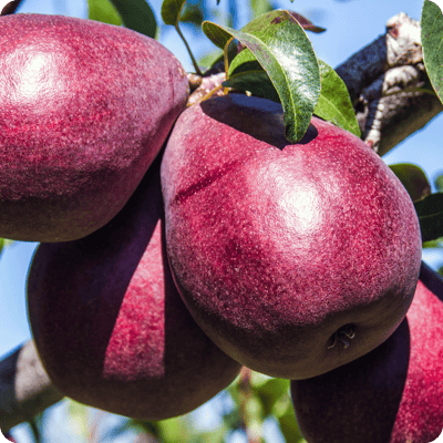 4-in-1 Pear Combo Tree