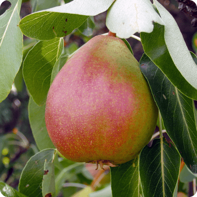 5-in-1 Pear Combo Tree