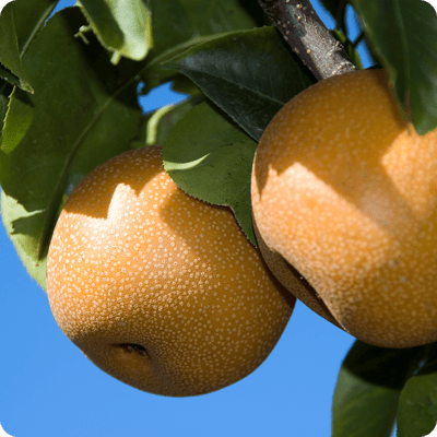 3-in-1 Asian Pear Combo Tree