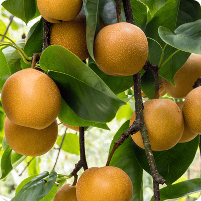 Shinko Asian Pear Tree