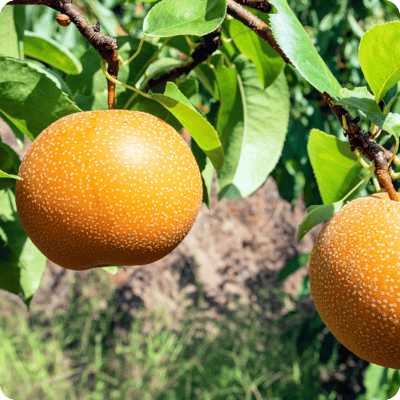 Shinseik Asian Pear Tree