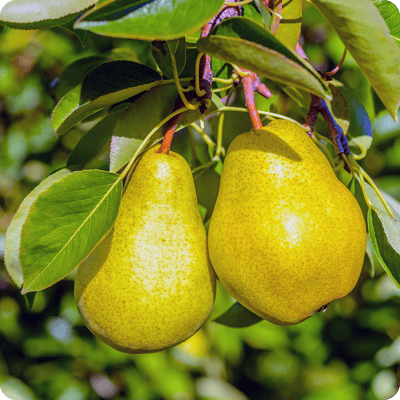 Bartlett Pear Tree