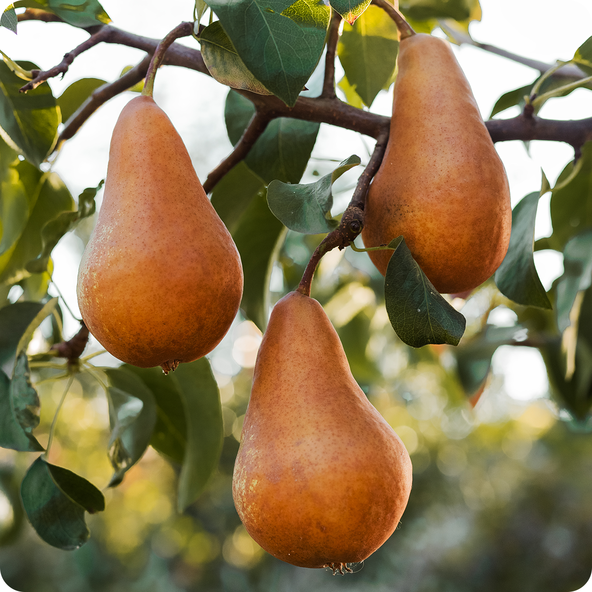 5-in-1 Pear Combo Tree with Bosc