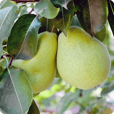 D'Anjou Pear Tree