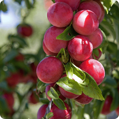 Sweet Treat Pluerry Tree