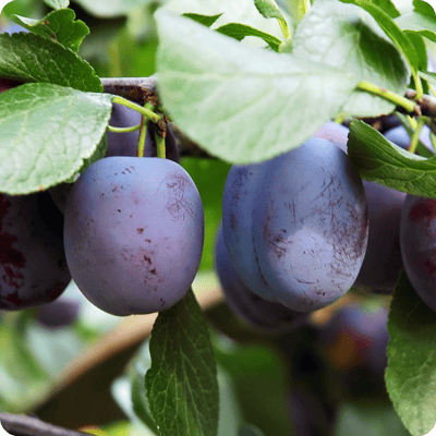 Italian Plum Prune Tree