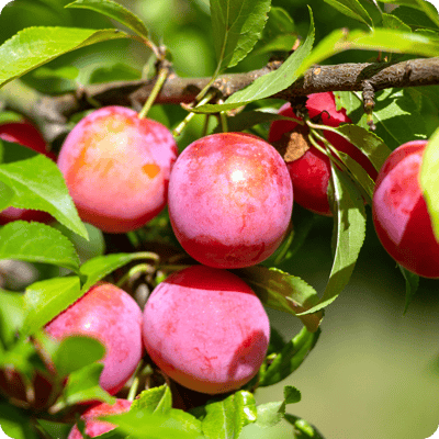 Burbank Plum Tree