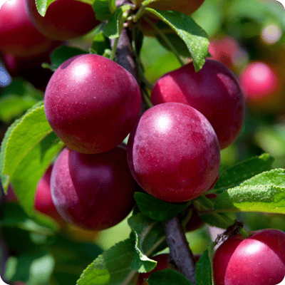 Burgundy Plum Tree