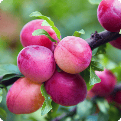 Toka Plum Tree