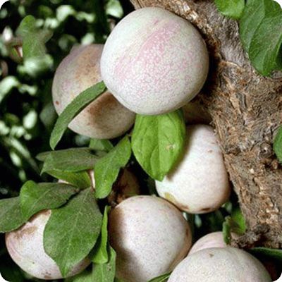 Dapple Dandy Pluot Tree