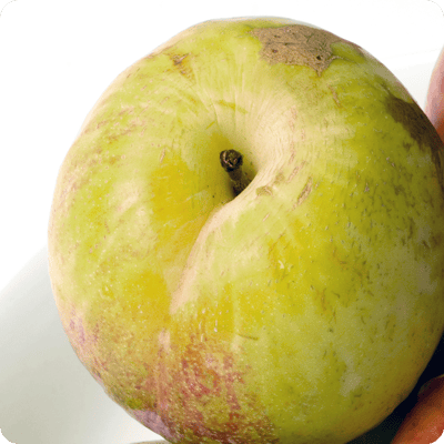 Flavor-Grenade-Pluot-Tree
