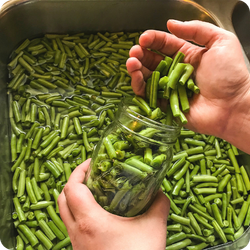 A hand funnels freshly washed green beans into a glass canning jar.
