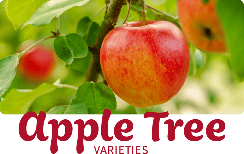 Apple-Tree-Varieties