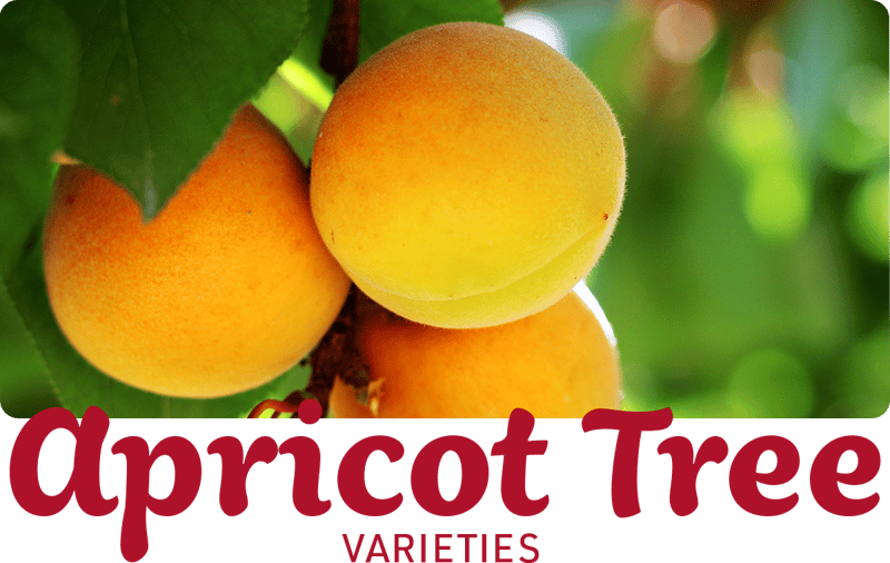 apricot-varieties-img1