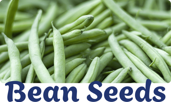 A pile of dark green, freshly harvested garden green beans.