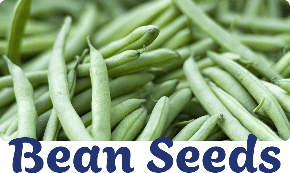 bean-varieties-img1