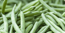 A pile of green beans harvested from a backyard garden. A pile of green beans harvested from a backyard garden.